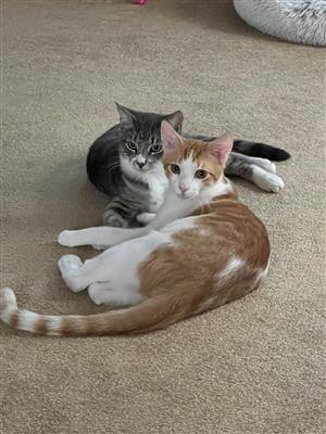 kittens